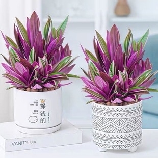 Purple Orchid Potted Spider Plant in the Office Purifies the Air in the Living Room and Is Easy to Grow Green Plants That Absorb Formaldehyde and Are Evergreen All Year Round