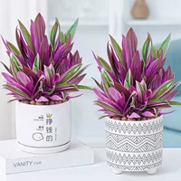 Purple Lulan Горшечный хлорофитовый завод Офис Очистка воздуха в помещении Гостиная Хорошее повышение Зеленые растения Поглощение формальдегида Вечнозеленый All Seasons