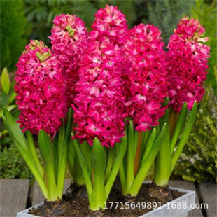Hyacinth Seed Bulb Water Culture Soil Culture Package Winter Hydroponic with Buds Cold-Resistant Easy-To-Live Florals Potted Plants Indoor Florals