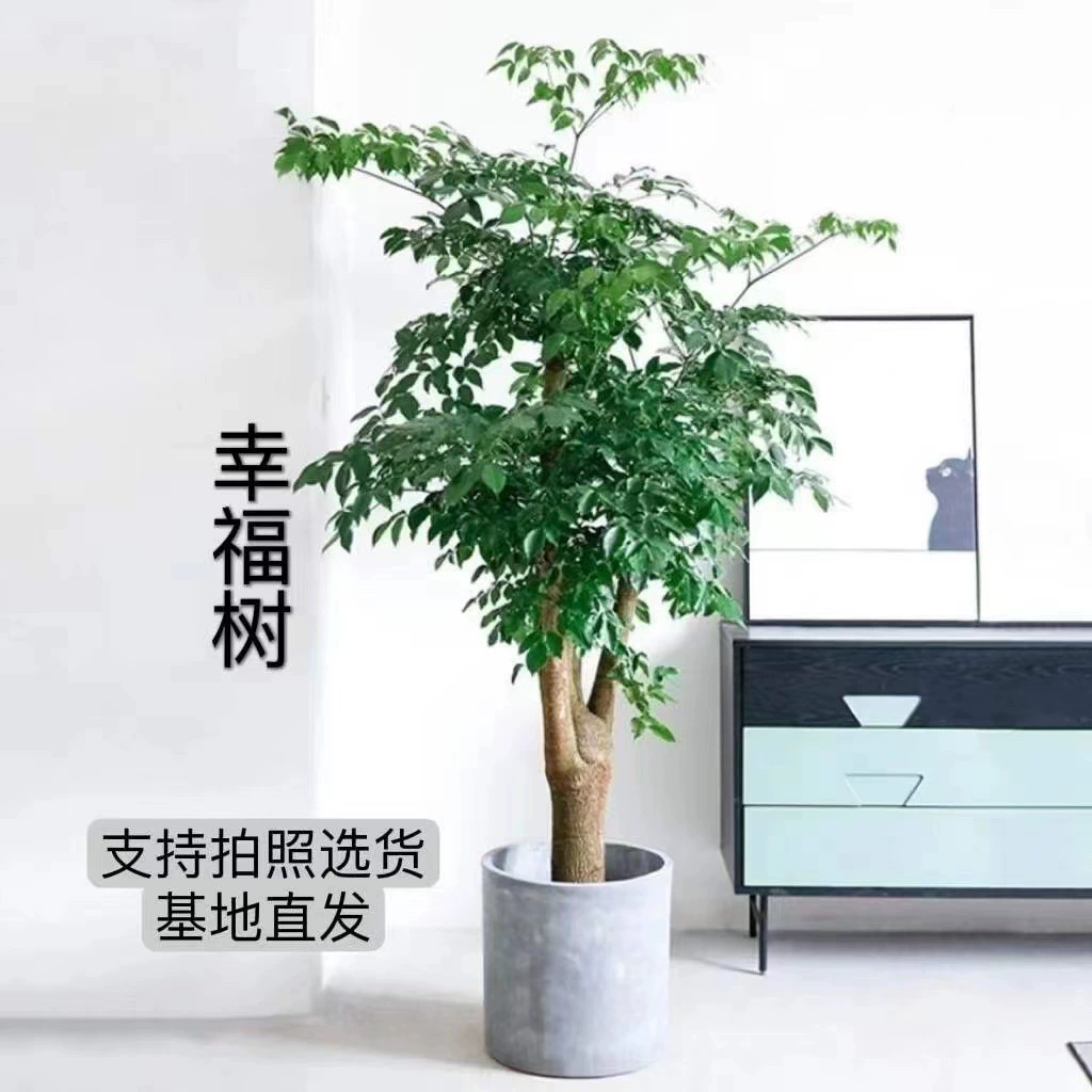 Дерево счастья Большой горшок Гостиная Зеленый посадочный пол Бонсай Внутреннее моделирование Хорошее Кормление Офис Счастливый передний зонтик Клен Зеленое сокровище
