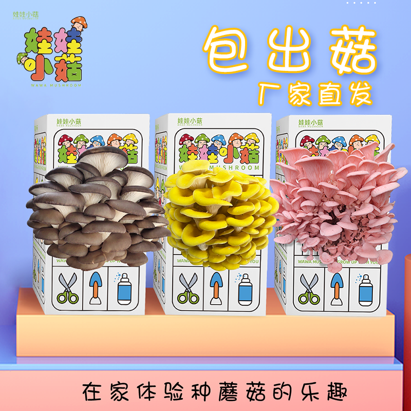 Gift Box Mushroom Growing Kit Edible Mushroom Red Oyster Mushroom Sticks Indoor Balcony Children's School Mushroom Growing