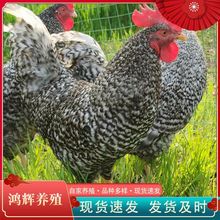 山東養殖基地批發純種蘆花雞活體青年雞價格散養雞汶上蘆花雞種雞