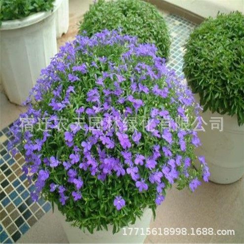 Wholesale Kochia Seeds, Red Kochia, Green Kochia Seeds, Broom Seedlings, Landscape Flower Sea, Courtyard Grass Flower Seeds