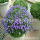 Wholesale Kochia Seeds, Red Kochia, Green Kochia Seeds, Broom Seedlings, Landscape Flower Sea, Courtyard Grass Flower Seeds