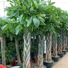 ���������Gֲ���l���U�N�۾G�}�lؔ���Ҹ�����X��ɢβƷ�N���