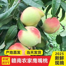 果园现摘正宗鹰嘴桃新鲜桃子当季水果孕妇水蜜桃脆桃整箱包邮