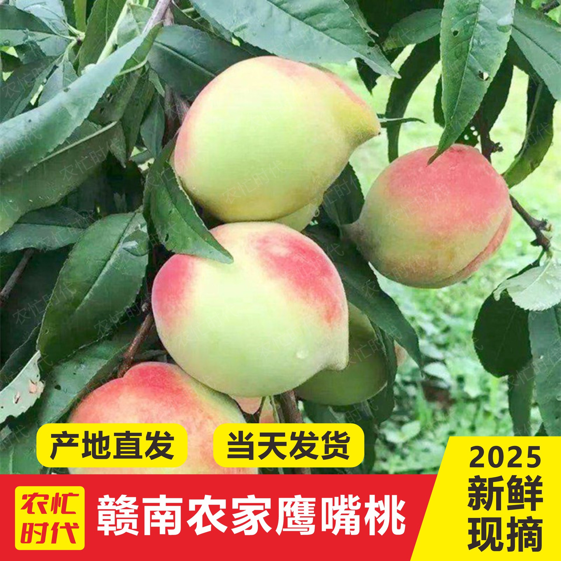 果园现摘正宗鹰嘴桃新鲜桃子当季水果孕妇水蜜桃脆桃整箱包邮