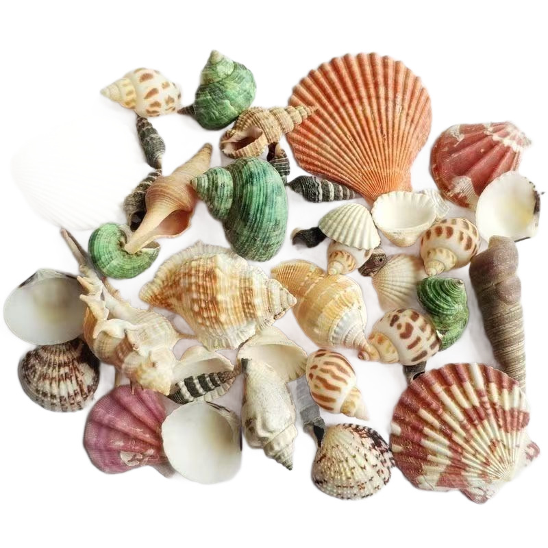 Conchas naturales, estrellas de mar, acuario, paisajismo, decoración, cangrejo de huésped, artesanía de cambio de conchas, coleccion de pequeños regalos