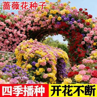 �羳��̷��Nޱ���N���¼�õ���ļ��_����ԮͥԺ�t��÷�N�¼��N��