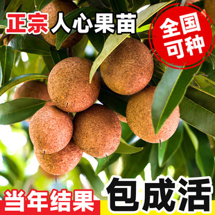 Heartfruit Fruit Saplings, Balcony Courtyard Potted Fruit Saplings, Southern and Northern Planting of Heartfruit Large Fruit Saplings in All Seasons