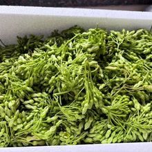 夜香花新鲜食用顺丰便宜云南当季蔬菜可食用花特色菜新鲜采摘3斤