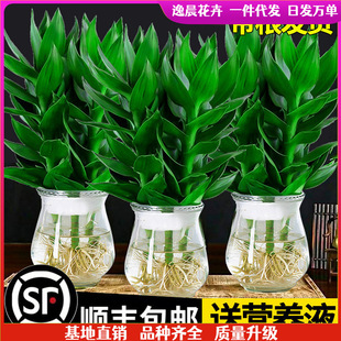 �^�����F��ˮ��ֲ������ܾGֲ�G�}�҃������D�\����ˮ�B���B