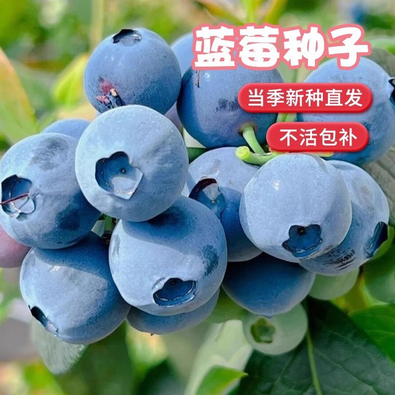 新采优选 果树种子蓝莓树种子 越橘蓝莓种子 兔眼蓝莓种子 30粒装
