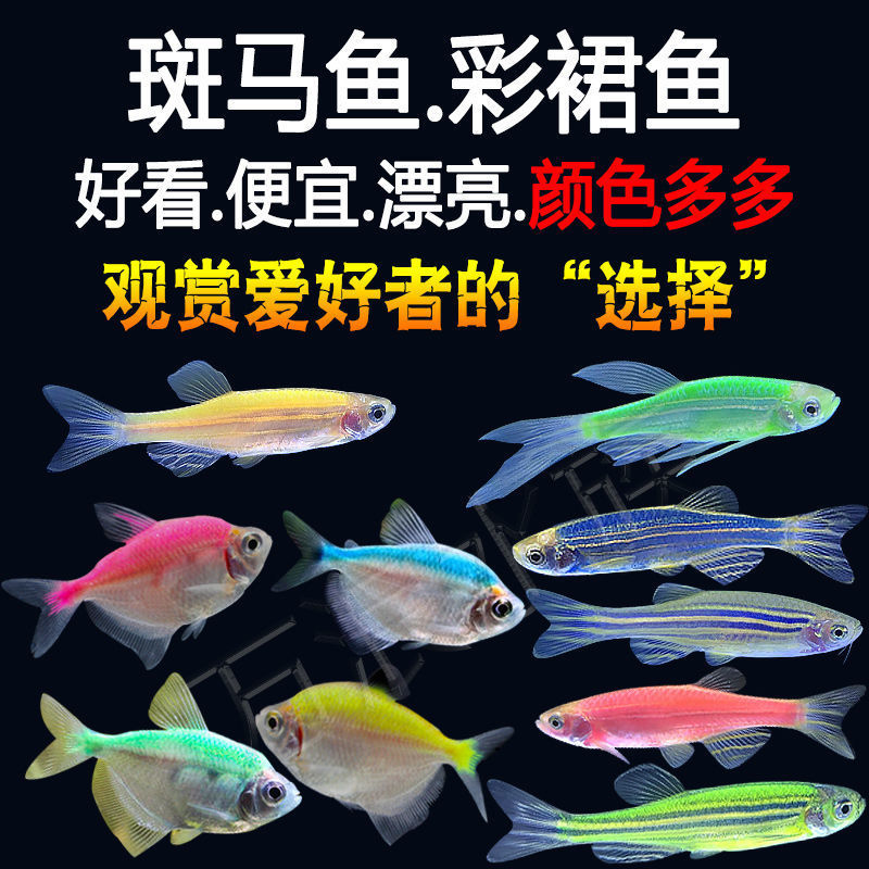 Fish lantern Ornamental fish living thing small-scale Freshwater fish Multicolored Practiced hand