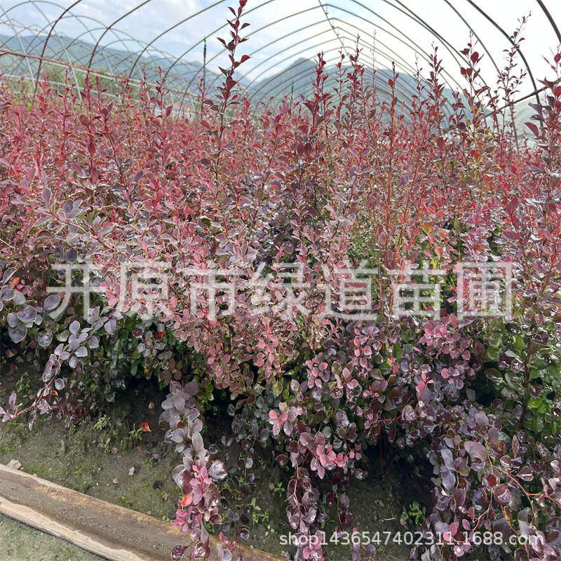 紫叶小檗树苗耐寒彩叶苗木紫叶小檗杯苗丛生绿篱灌紫叶小檗小苗球
