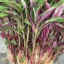 ���~�{�˷N�Ӽt�~�ļ��h�������~�ļ��߲˷N�Ѳ��������̨�ѷN