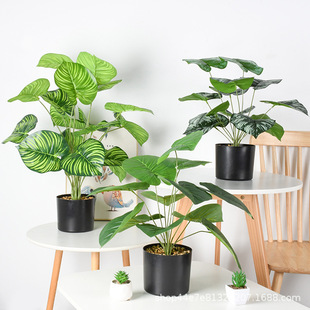 ����Gֲ�����G�}ֲ���ԼҾӾG���b�����٘��~�lؔ���b����l