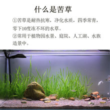 鱼缸水草养殖 鱼缸水草养殖品牌 图片 价格 鱼缸水草养殖批发 阿里巴巴