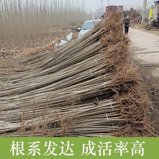 Fiber-Free Poplar Saplings, White Poplar Saplings, Populus 107 Fast-Growing Poplar Saplings, Greening and Afforestation, White Poplar Cuttings