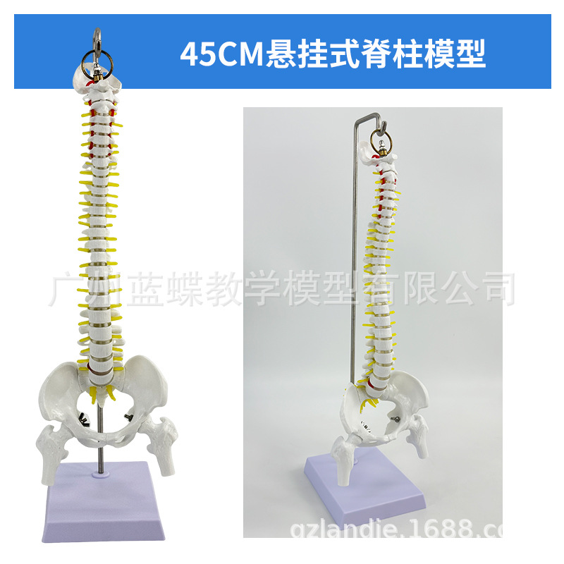 ���弹��ģ��1:1����������ϰ��׵ģ�;�׵��׵�������ģ�͹Ǽ�