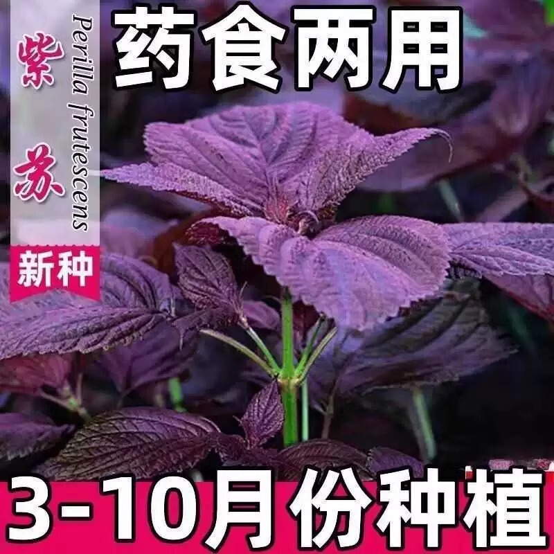 Perilla Seeds, Perilla Leaves, Edible Planting Seedlings, Four-Season Seeds, Vegetable Seeds, Perilla Leaves