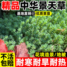 精品中华景天黄金佛甲草薄雪草金叶佛甲草托盘地被植物耐寒花镜草