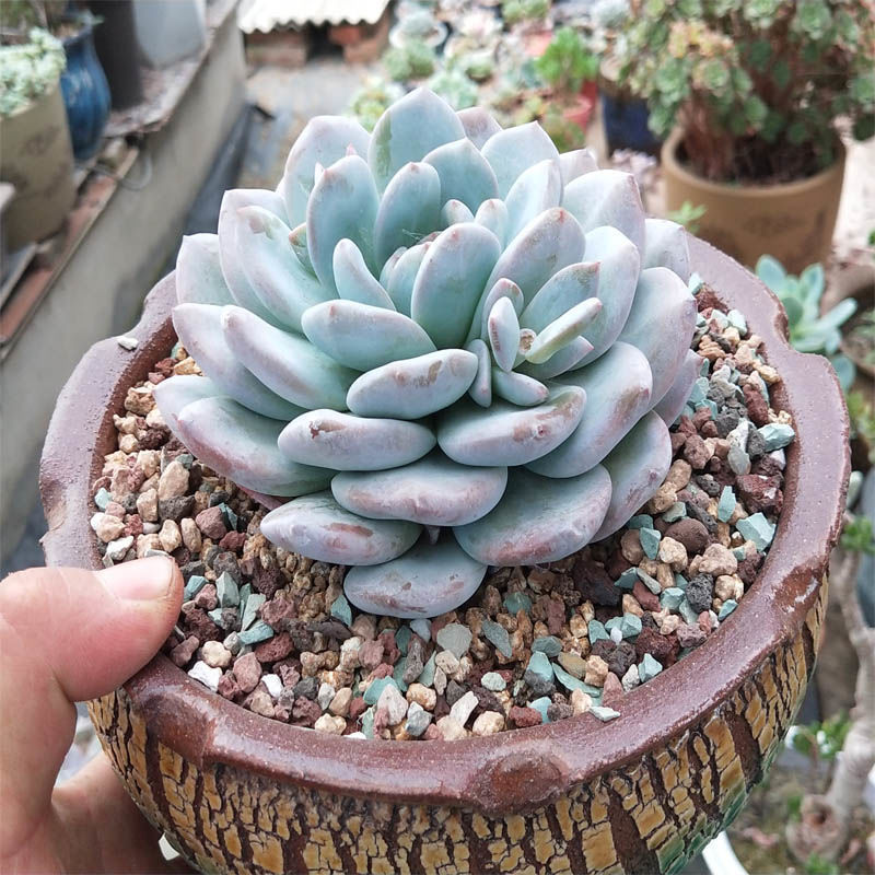 ed4b4fcc-7e7e-4838-8b31-e814216b1fbc.jpe