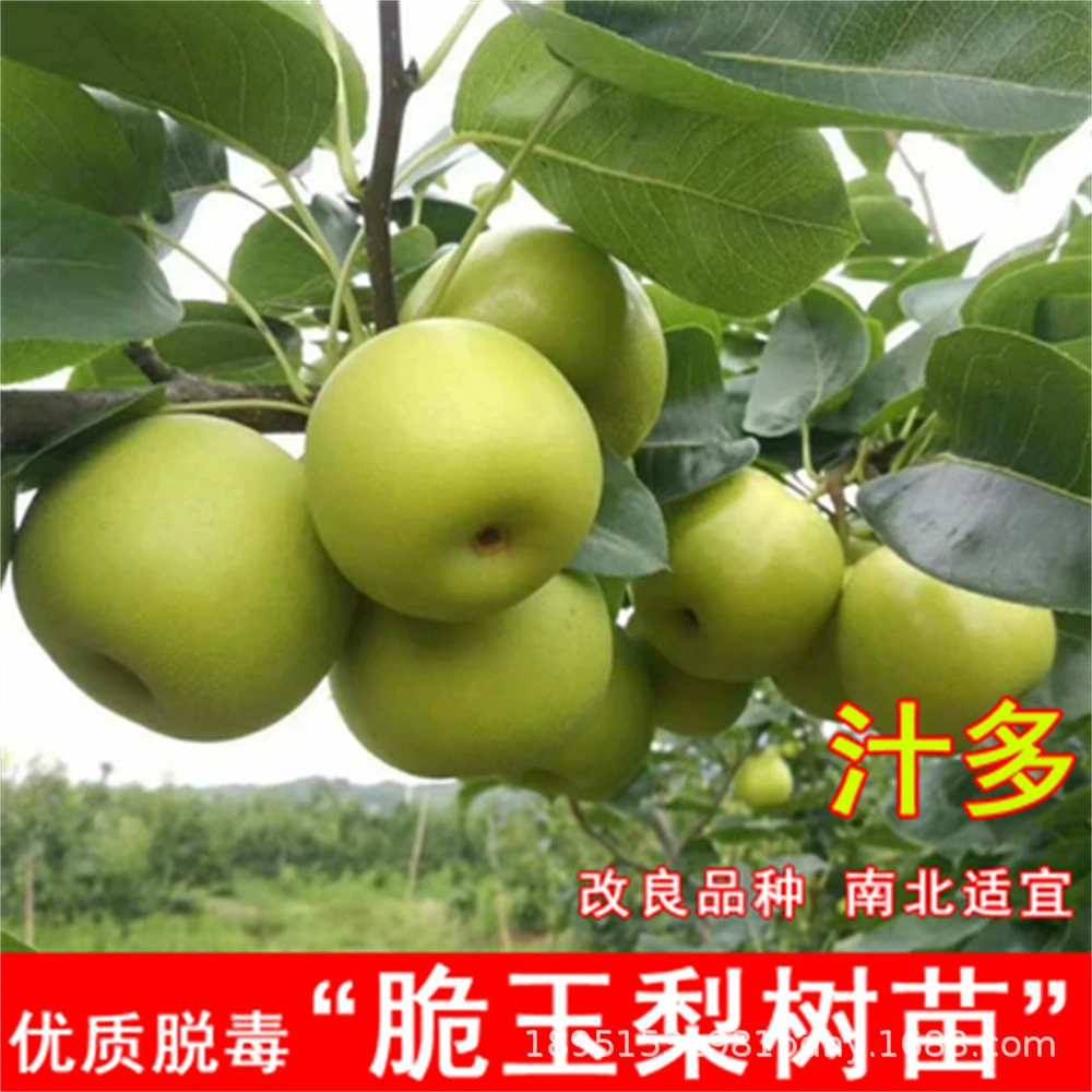 Ранняя красная каумитская рассада груши Привитая красная селезенка Рассада груши в горшках Посадка на севере и юге Посадка плодовых рассады года