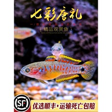 七彩塘鳢鱼唐礼鱼小型热带观赏鱼宠物鱼魔法鱼东南亚草缸小鱼活体
