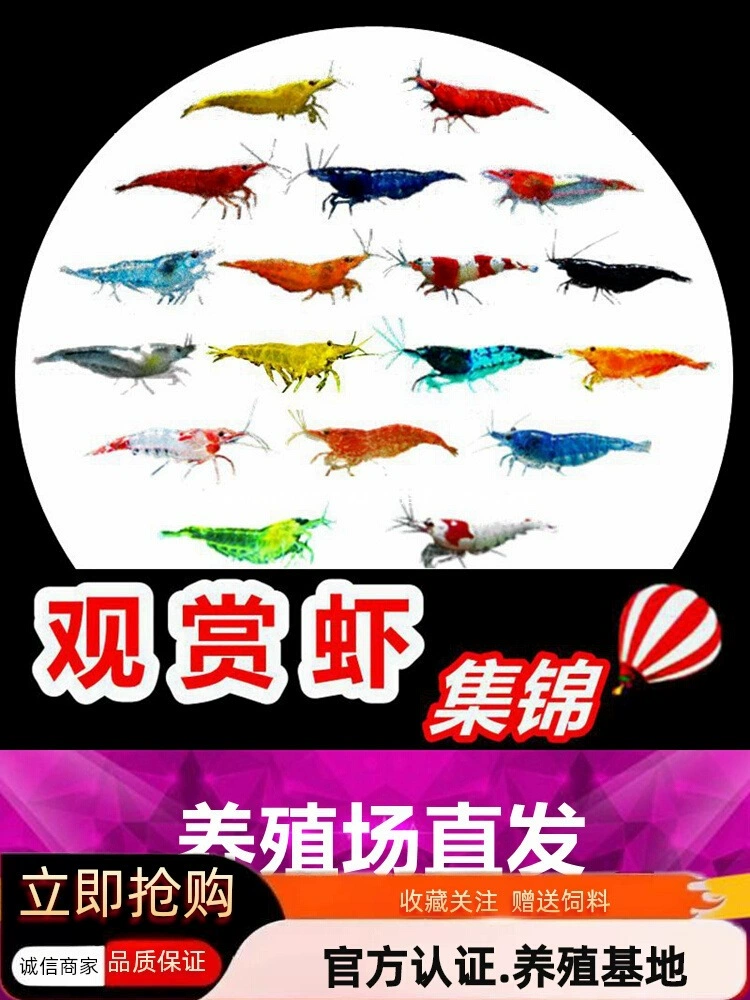 Красочные декоративные креветки, легкие хрустальные креветки, вишневый цвет, огненный сапфир, черные креветки в раковине, инструмент для удаления водорослей, золотые рисовые креветки, прыгающий питомец.