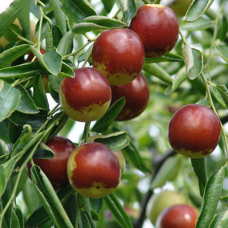 Плодовые саженцы в горшках южных видов Чжаньхуа для прививки деревьев зимнего мармелада фруктовые саженцы посажены в Северном дворе