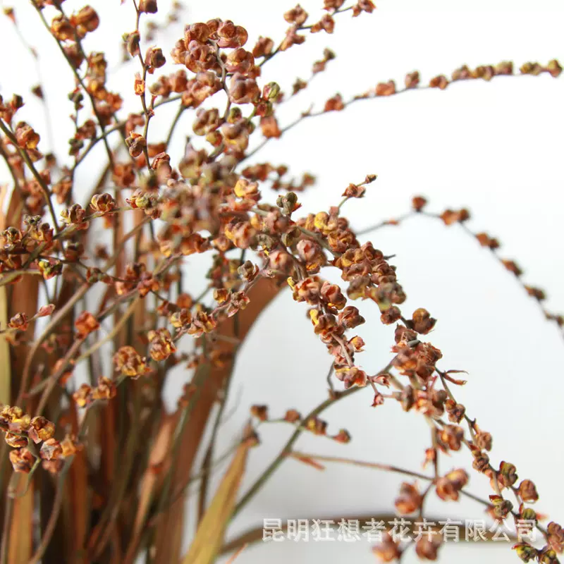 【火焰兰果永生花】狂想者源头工厂家居装饰插花秋色干花干果束