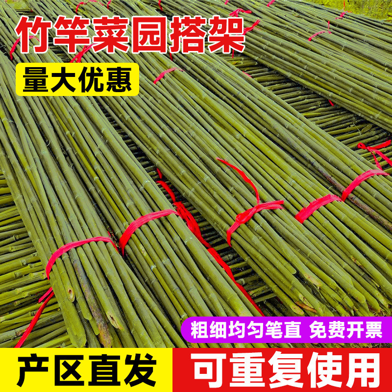 籐の竹竿に登る春の野菜棚菜園は竹の屋外の旗のフェンスの竹の棒の卸売りを掛けます。|undefined