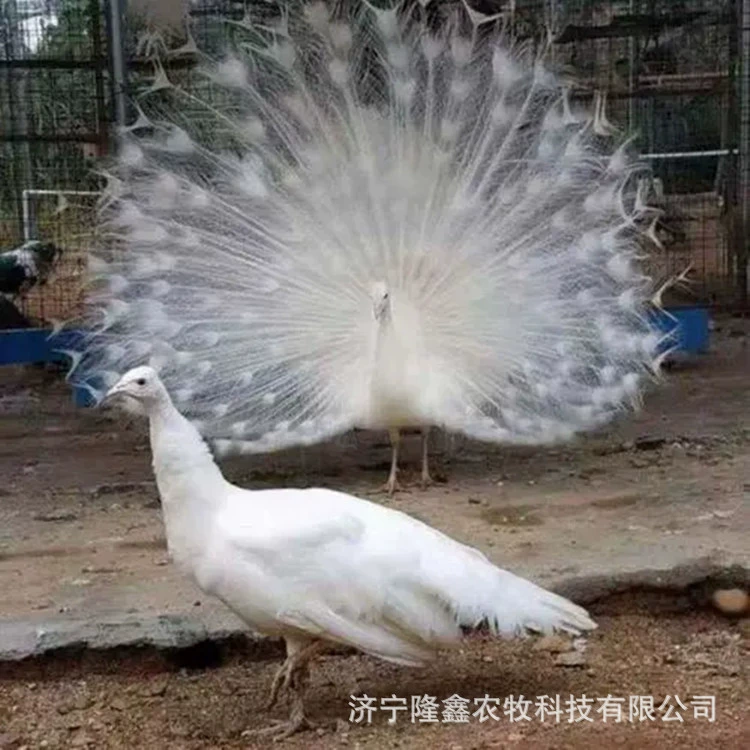 Сколько стоит живописное место, чтобы посмотреть на белого павлина? Где находится яйцо павлина оптом Павлин жизни