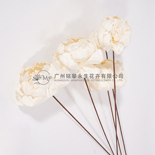 ��ͨ�ݻ�����ɫ��ĵ�����ͮ�ɏ�Ĕz���߻�ƿ�b廨���Ļ���ɻ�