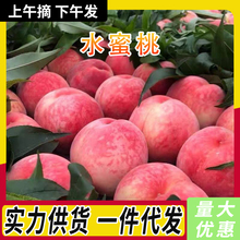山西露天水蜜桃毛桃子当季现摘水果脆甜春雪蜜桃大果孕妇整箱代发