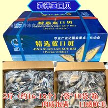 港洋精选蓝口贝20斤/件鲜活水产半壳青口贝速冻贻贝野生贝烧烤