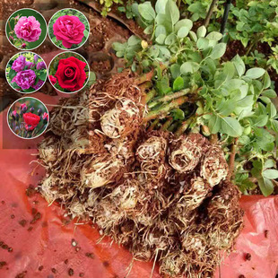 Юньнань базовая оптом и съедобная розовая саженцы саженцы саженцы саженцы крупные цветы разрезают цветы и цветы