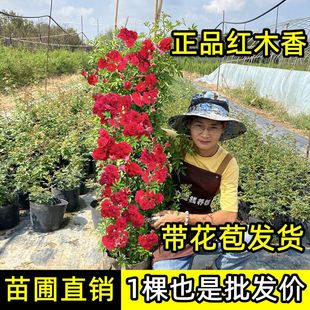 �tľ�㻨������ֲ�������x�S��ľ�㻨������ͥԺ�����ļ��_����