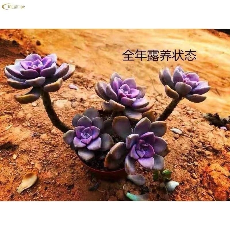 ღZile 3~5개의 머리ღ