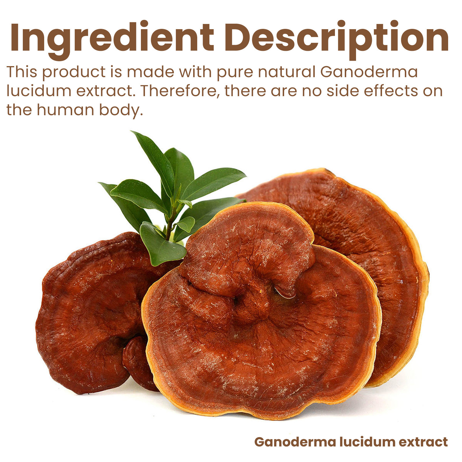 EELHOE brillant ganoderma anti rides, liftant, raffermissant, éclaircissant, améliorant la crème foncée, lissante et réparatrice_voghion.com