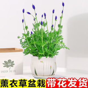 ޹�²������҃����ֲ�����~���_��˹�����ļ��_��������͏dͥԺ