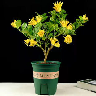 Jinhua Bergamot Potted Plant with Buds/Golden Bergamot Sapling with Fruit/Big and Small Fruit Bergamot Citron/Bergamot Potted Plant