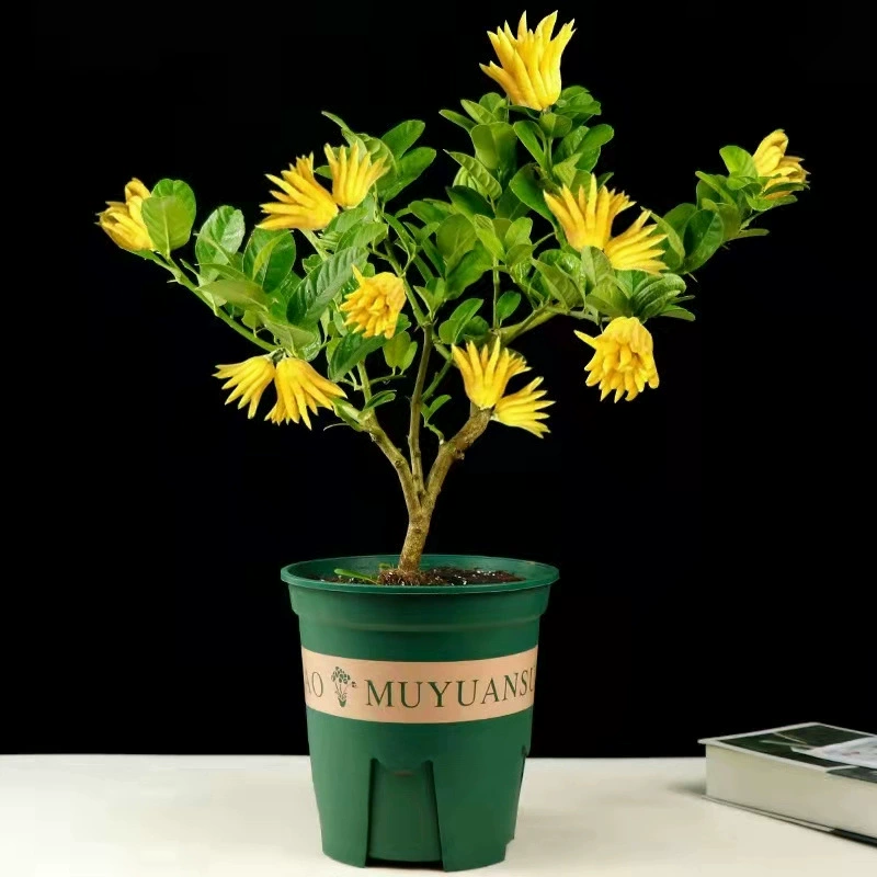 Цзиньхуа Бергамот горшечный завод с бутонами/Золотой бергамот саженец с фруктами/Большие и маленькие фрукты Бергамот Цитрон/Бергамот горшечный завод