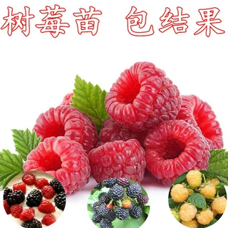 黑树莓苗盆栽地栽双季红树莓南方北方四季种植水果果树苗当年结果