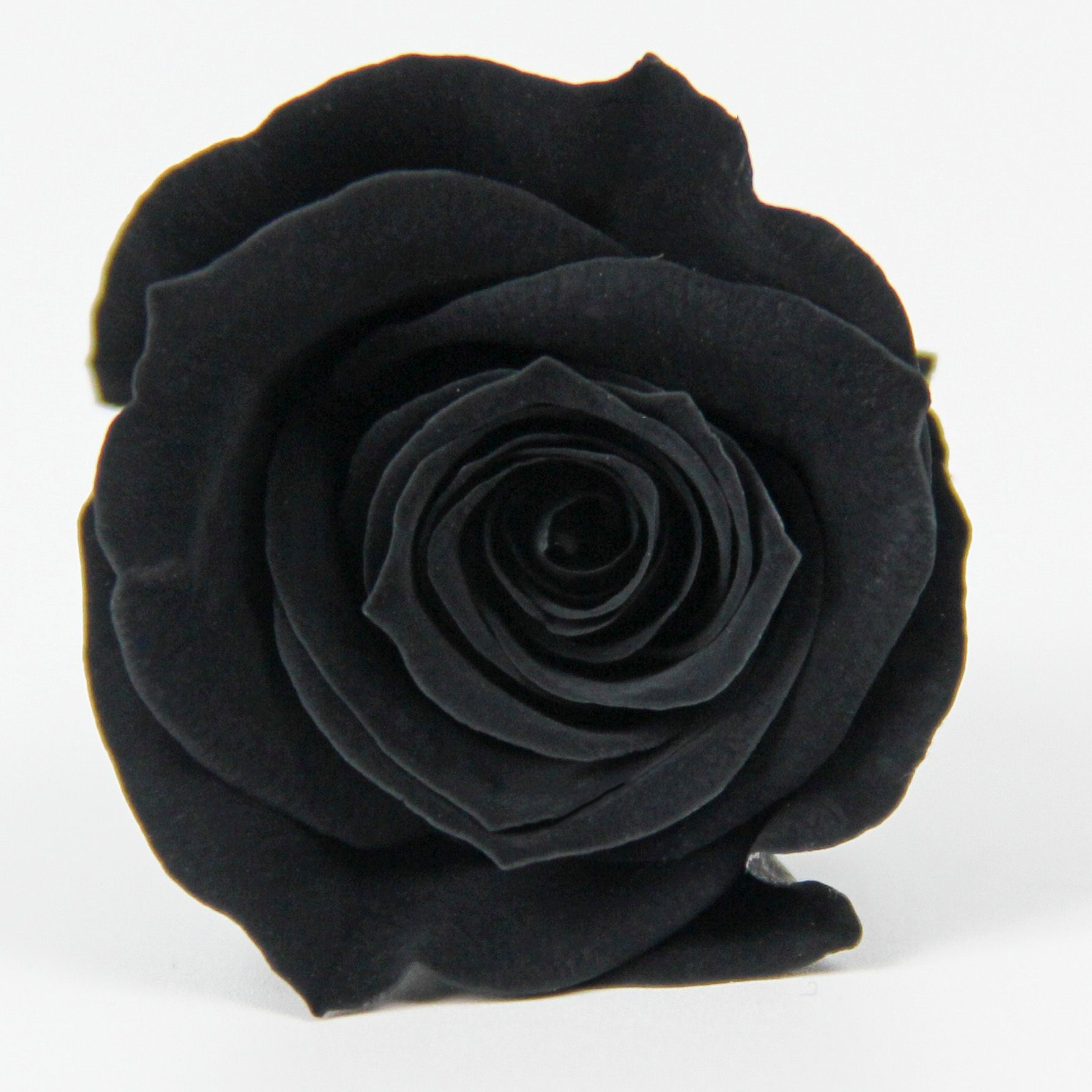 Caja de 21 flores negras de grado B, 2-3 cm.