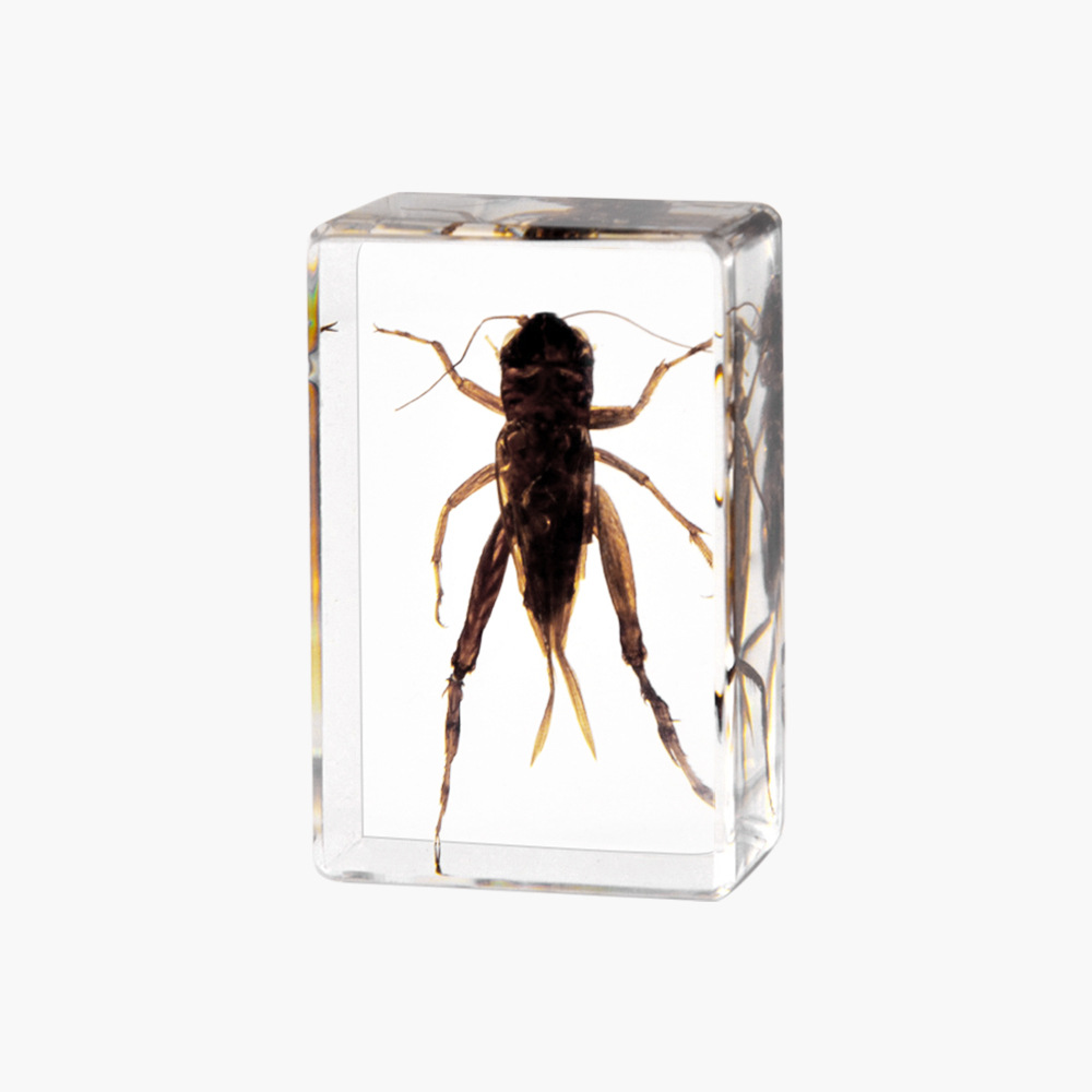 Cricket
