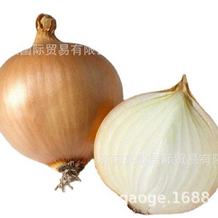 ���r���[���У� �����S���[Yellow onion �gӭ�����xُ