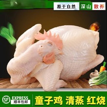 农家散养童子鸡走地鸡未打鸣小公鸡新鲜现杀童子鸡杀后净重公鸡仔