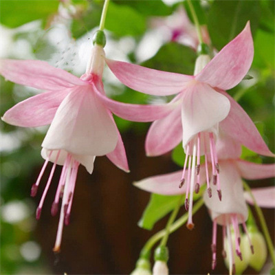 Los pétalos dobles cuelgan boca abajo, las plántulas de la campana dorada, las linternas, las plantas en macetas, las plantas verdes de interior, los balcones, las flores florecen en todas las estaciones, las flores continúan floreciendo